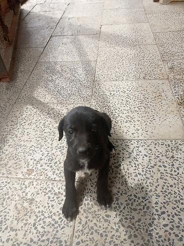 heyvan sahiblənmə: 1 ay, Erkək, Peyvəndli, Ünvandan götürmə — 2