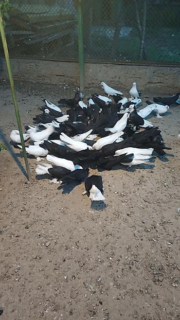 Голуби: Məhsul: Qabarlı ayaqlı dekorativ göyərçinlər (qarışıq rənglər) — 4