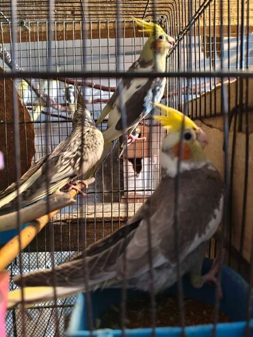 Tutuquşları: Salam. ENDİRİMLƏR🦜🐦 DANIŞAN VƏ DANIŞMAGA HAZİR OLAN QUŞLAR — 8