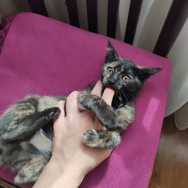 Отдам даром кошку: Кошка даром: Беспородная, 2 месяца, Девочка, Приучена к лотку, Проглистована