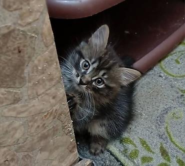игрушки для котят: Котята домашние, пушистые, с разной окраской: - дымчато-серый с мягким — 2