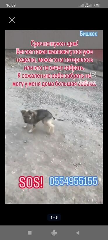 Отдам даром собаку: ‼️‼️‼️срочно нужен любящий хозяин номера телефонов указаны на фото at lalafo.kg — 10 Отдам даром собаку: ‼️‼️‼️срочно нужен любящий хозяин номера телефонов указаны на фото — 10