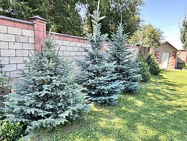 Голубая ель (Picea pungens ‘Glauca’) — зрелые декоративные экземпляры