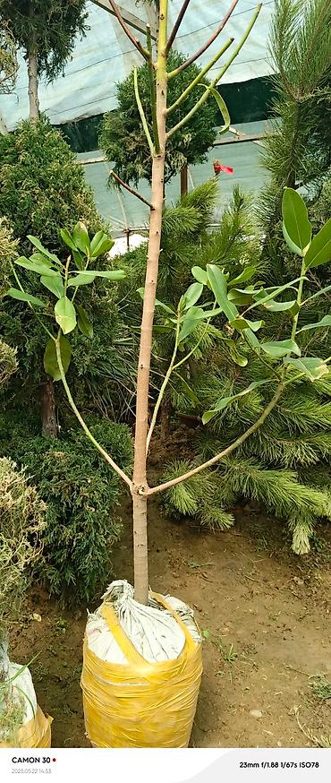 Газон: САЖЕНЦЫ САМШИТЫ саженцы кустарников саженцы магнолии саженцы олеандра at lalafo.kg — 11 Газон: САЖЕНЦЫ САМШИТЫ саженцы кустарников саженцы магнолии саженцы олеандра — 11