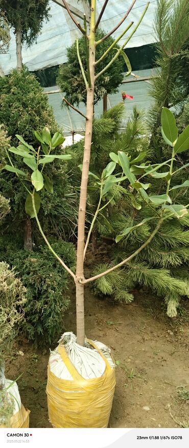 Садовые цветы и кустарники: Саженцы цветка — 13