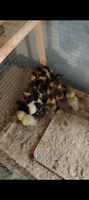 ördey: Muscovy ördək balaları (indoutka) – müxtəlif rənglərdə cücələr — 1