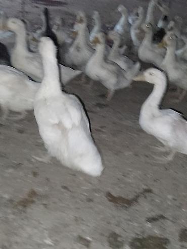 Ördəklər: Satışda ördək sürüsü - Növ: ağ və qarışıq rəngli ev ördəkləri — 9