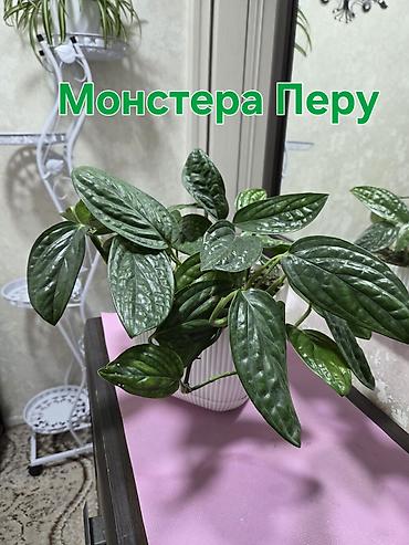 цветные кактусы: Коллекция кактусов и суккулентов в декоративных кашпо - Разнообразные — 9