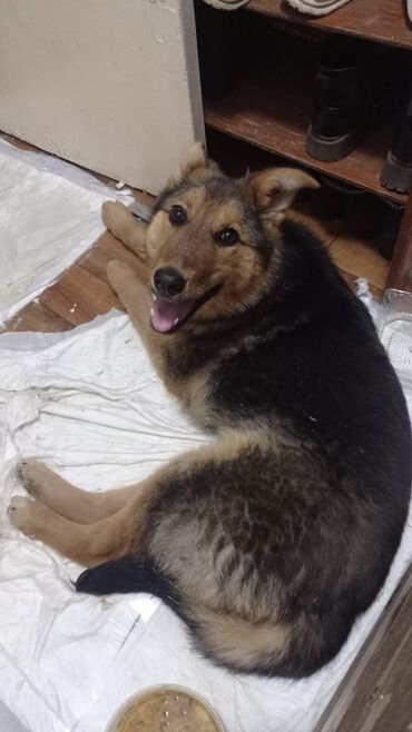 Животные: Бишкек 29 марта найдена собака в районе Горького -Фатьянова. Возраст