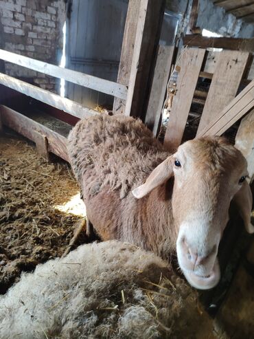 Бараны, овцы: Продаю | Овца (самка) | Для разведения | Матка — 9
