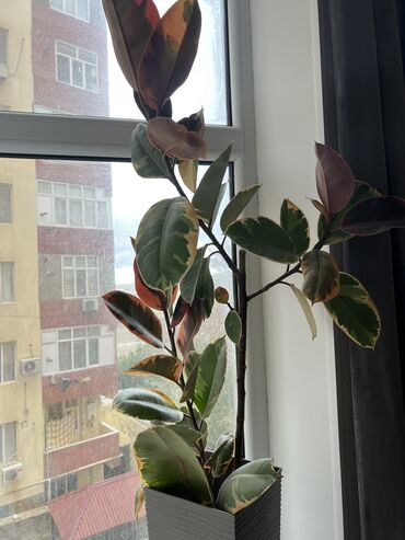 fikus gulu: Ficusqabi eco evimiz magazasindan 27 azn alinib