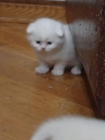 Pişiklər: Şotland, Erkək, Dişi, Yaxşı əllərə — 5