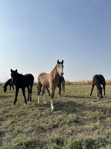 Лошади, кони: Продаю | Жеребенок, Жеребец, Кобыла (самка) | Кара Жорго | Для молока, Для разведения, На забой — 29