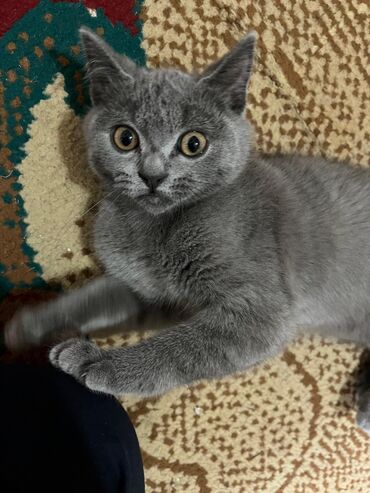 Pişiklər: Britan -da lalafo.az — 6 Pişiklər: Britan — 6