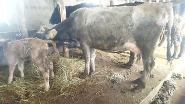 Коровы, быки: Продаю | Корова (самка) | Полукровка | После отела — 2