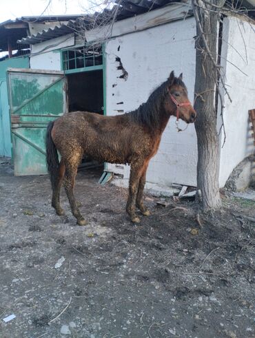 Лошади, кони: Продаю | Жеребец | Рабочий | Племенные — 4