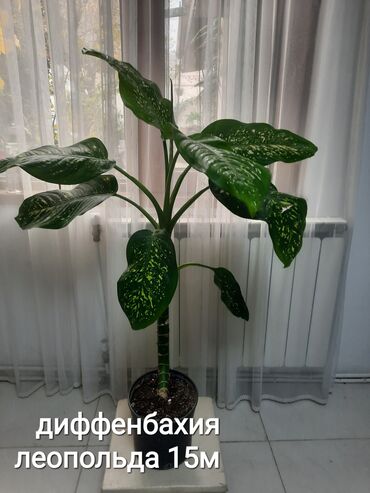 Otaq bitkiləri: Otaq bitkiləri kolleksiyası 1) Papоротnik – 20 m - Sərfəli otaq — 25