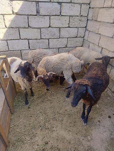 cuce satışı: 9quzu satılır. 2 erkək 7dişi . diri çəkilərək 28. 27. 29. 24 kilodu — 1
