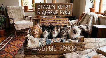 животные домашние: Отдаются котята в добрые руки. Очаровательные малыши разных окрасов — 1