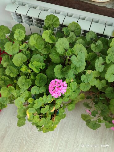 пеларгония синяя купить: Герандар жана пеларгониялар