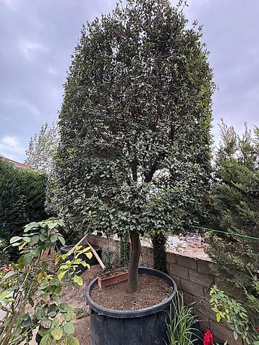 palid agaci: Evergreen dekorativ ağac – formalı tacla - Bitki tipi: Həmişəyaşıl — 3