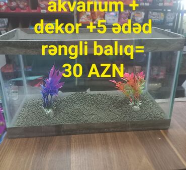 canlı balıq: Akvarium,aksesuarlar,yem və 5 ədəd balıq cəmi 30 azn