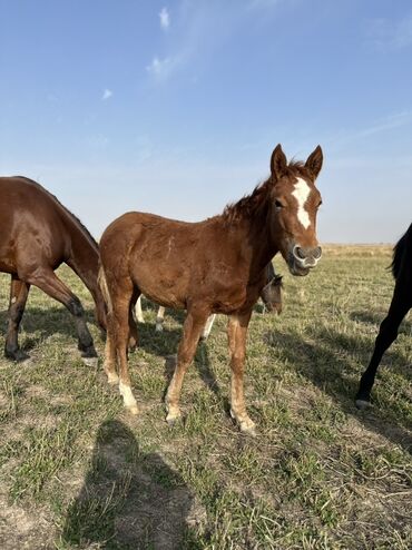 Лошади, кони: Продаю | Жеребенок, Жеребец, Кобыла (самка) | Кара Жорго | Для молока, Для разведения, На забой — 14
