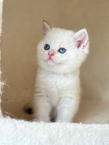 Pişiklər: Britan yastı qulaq, Erkək, Dişi, Yaxşı əllərə, Ünvandan götürmə, Pulsuz çatdırılma, Ödənişli çatdırılma — 9