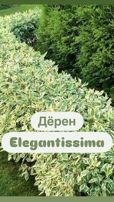 самшит декоративный кустарник: Көчөттөр гүлдүн: Өзү алып кетүү, Акылуу жеткирүү