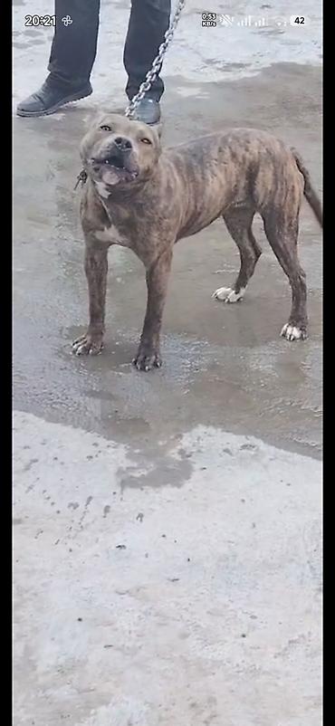 pitbul itlər: Pitbul, 10 ay, Dişi, Peyvəndli — 4