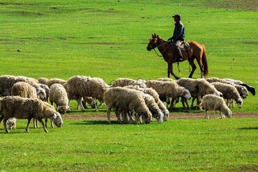 Пастухи: Требуется Пастух, Оплата Еженедельно