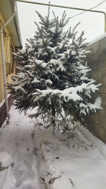 Ель: Ель голубая (Picea pungens), выращенная на участке. Описание: - — 4