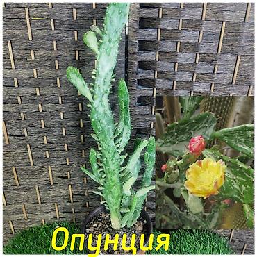 Бөлмө өсүмдүктөрү: Гортензия белая,гортензия vanilla fraise,декоративный — 3