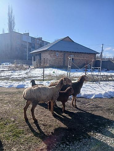 Баран, овца: Продаю | Овца (самка) | Для разведения | Матка — 1