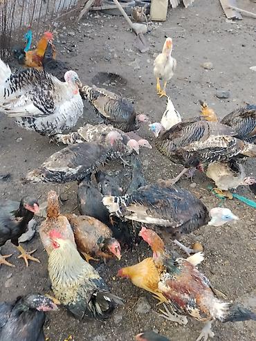 Другие с/х животные: Продаются сельскохозяйственные птицы смешанного поголовья для — 10