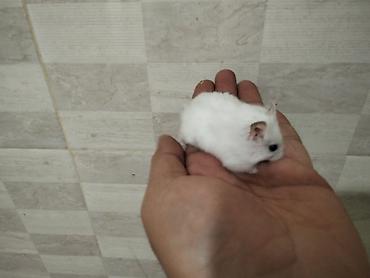 Məhsul: Cırtdan hamsterlər (Djungarian/campbell tipli) Rənglər: tam lalafo.az -da Məhsul: Cırtdan hamsterlər (Djungarian/campbell tipli) Rənglər: tam