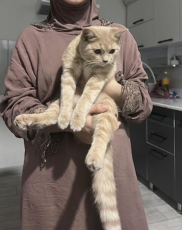 сколько стоят шотландские кошки: Скотиш Страйт (Шотландская прямоухая), 6 месяцев, Мальчик, Рыжий, Приучена к лотку, Проглистована — 4