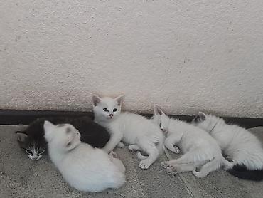 Отдам даром кошку: Кошка даром: Ангорская, 2 месяца, Девочка, Приучена к лотку — 3