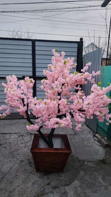 Декоративные цветы: Сакура искусственное дерево высота 2 м ширина 2 м цена от 1000 сом at lalafo.kg — 11 Декоративные цветы: Сакура искусственное дерево высота 2 м ширина 2 м цена от 1000 сом — 11