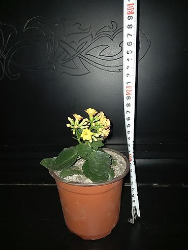 Садовые цветы и кустарники: Рассада цветка: Самовывоз — 12