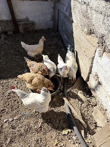 Птицы: Продаю 6 кур и одного Петуха — 1