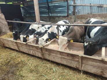 Коровы, быки: Продаю | Корова (самка), Бык (самец), Тёлка | Голштин | Для разведения