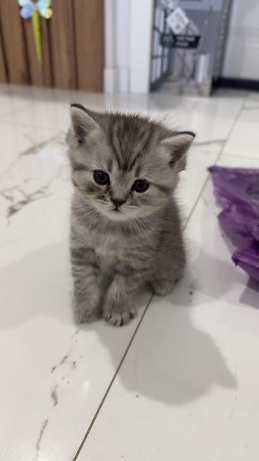 Продажа кошек: Три кошки и один кот Породистые котята серебристого окраса — 9