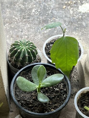 Otaq bitkiləri: Otaq və balkon üçün dekorativ bitkilər kolleksiyası - Qırmızı — 15