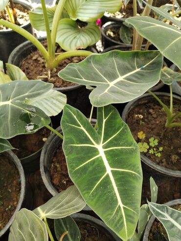 Otaq bitkiləri: Otaq bitkiləri – Fikus elastika kolleksiyası və digər dekorativ növlər — 16