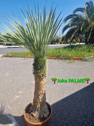 Palm Tree: Juka palme 
800e
-35c