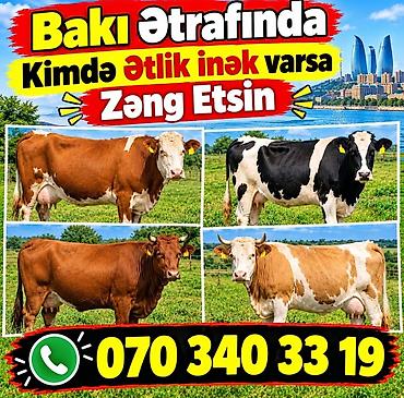 iney: Xidmət: Bakı ətrafında ətlik inəklərin qəbulu Təsvir: - Ətlik — 1