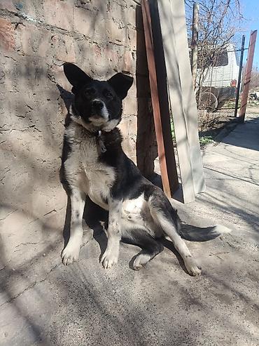 Продажа собак: Колли, 7 месяцев, Самец — 1