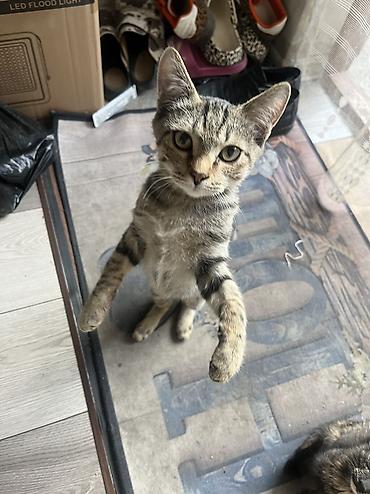 Продажа кошек: 🏡 КОТЯТА ИЩУТ ДОМ! 🐾❤️ Два замечательных малыша — чёрный котик и — 23