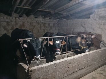Коровы, быки: Продаю | Корова (самка), Бык (самец), Музоо, торпок | На забой, Для разведения, Для молока | Осеменитель, Привязанные at lalafo.kg — 4 Коровы, быки: Продаю | Корова (самка), Бык (самец), Музоо, торпок | На забой, Для разведения, Для молока | Осеменитель, Привязанные — 4